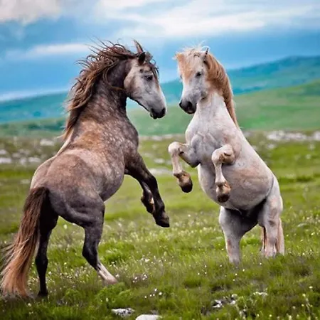 Potok Διαμέρισμα